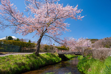 Sakura trees and streams with clear blue sky, This is a popular viewpoint which tourists usually go to take a photo.