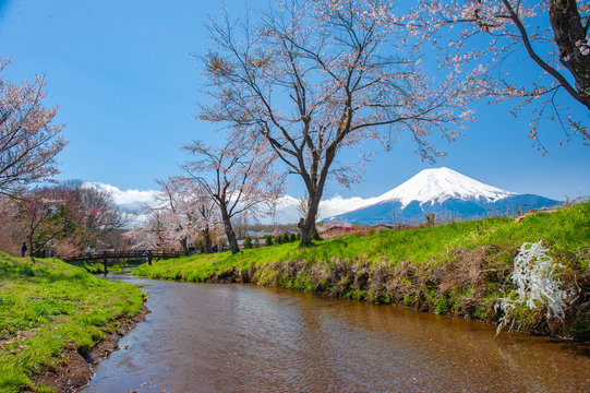 Mount Fuji, sakura trees and streams During the day with a clear sky in a rural area in Yamanashi prefecture. This is a popular viewpoint which tourists usually go to take a photo.