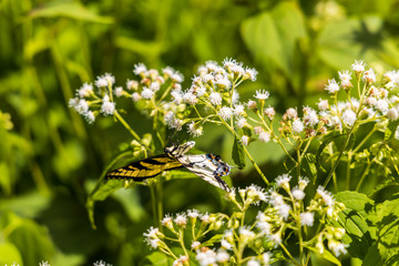 Eastern Tiger Swallowtail sitting on white wildflowers