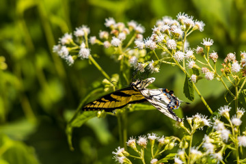 Eastern Tiger Swallowtail sitting on white wildflowers