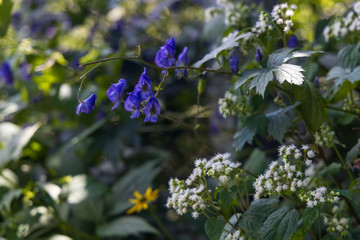 Monkshood wildflowers close-up