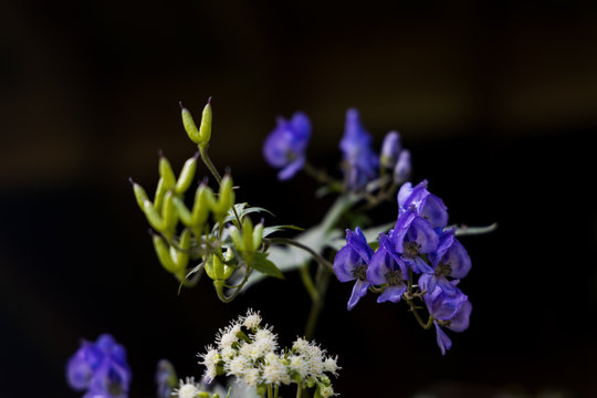 Monkshood wildflowers close-up