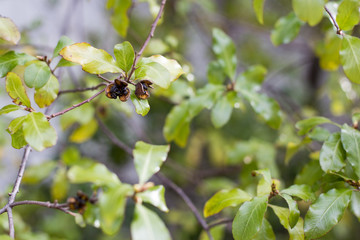 The sticky brown seed pods of the Pittosporum tree