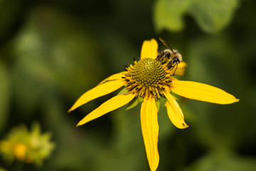Bumblebee sitting on coneflower