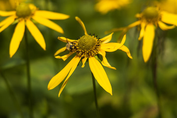 Bumblebee sitting on coneflower