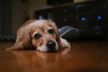 Golden Cocker Spaniel Dog Laying on Floor in Home