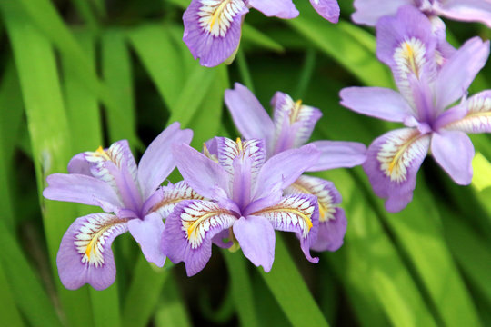 14 件の最適な 安積山 画像 ストック写真 ベクター Adobe Stock
