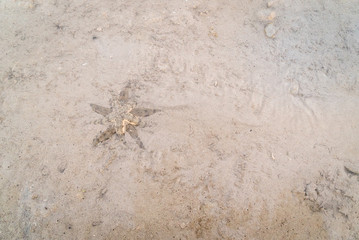 Star fish mating in muddy beach shallow water