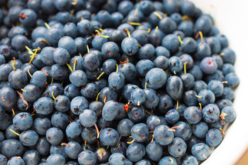 blueberries and  ladybug