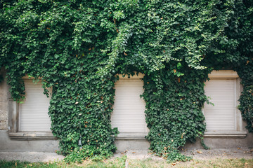 wall of the building overgrown with leaves