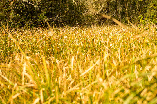 sbs swamp grass