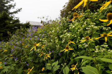 Coneflowers in the garden