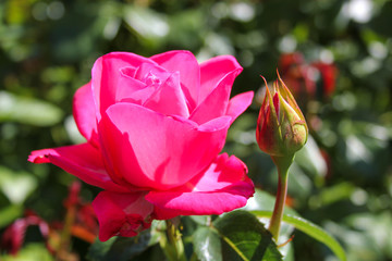 bright pink rose with bud