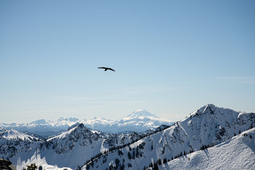 Naklejka na ściany i meble Crow flying over Mt Adams