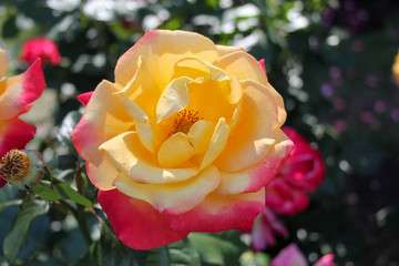 yellow rose with dark pink edges