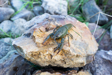 Crayfish on the rocks riverbank
