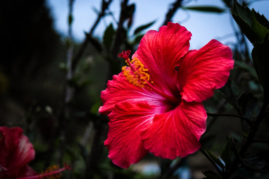 Shoeflower