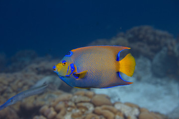 Queen Angelfish © Peter Clark