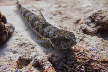 Sand Diver Lizardfish