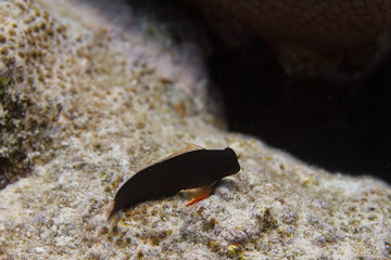 Redlip Blenny