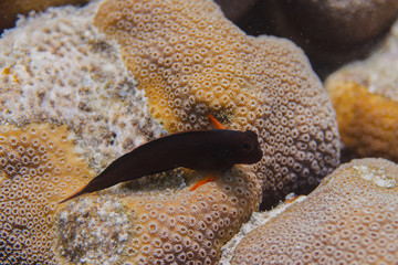 Redlip Blenny