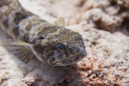 Sand Diver Lizardfish