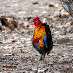 coq extravagant debout de dos