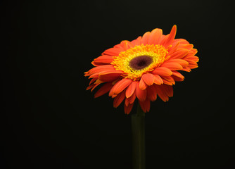 Orange Gerbera