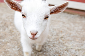 Obraz premium Baby Goat on Farm