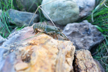 Crayfish on the rocks riverbank