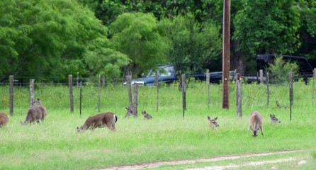 deers grazing relaxing in field