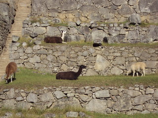 Cusco