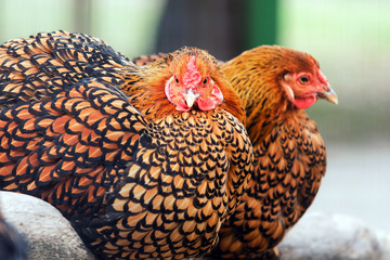 Black Laced Gold Wyandotte Chicken