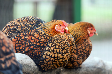 Black Laced Gold Wyandotte Chicken