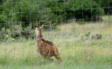speckled antelope running through field