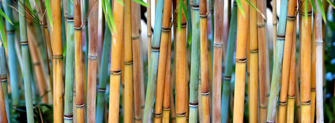 Blue Bamboo (Himalayacalamus hookerianus) growing in Golden Gate Park, San Francisco, California © Diane N. Ennis