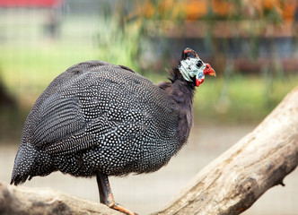 Guineafowl Numididae Bird