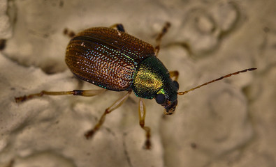 Beetle