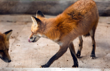 Red Fox Licking