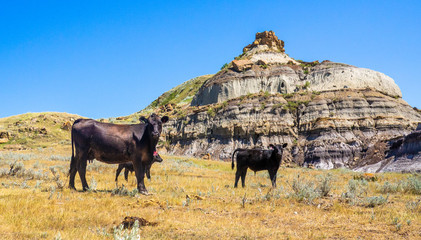 vaches dans un endroit désertique