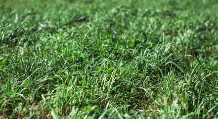 Background and texture. Lawn grass in late summer