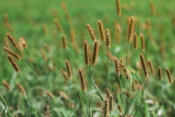 Background and texture. Lawn grass in late summer
