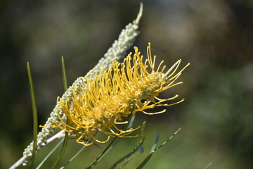 close up Australian native Yellow grevillea 