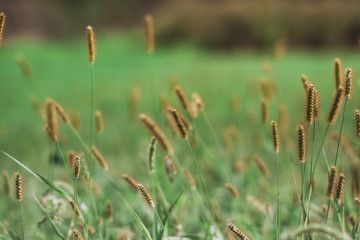 Background and texture. Lawn grass in late summer