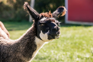 Fototapeta premium Llama