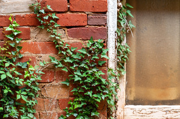 Ivy growing on old brick wall and window