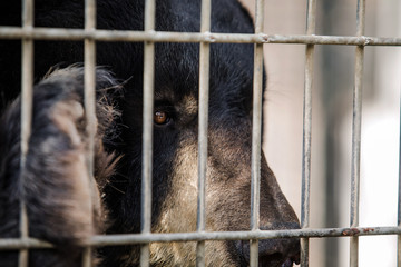 Black Bear In Cage