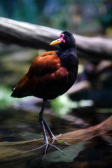 Common Moorhen Bird Standing on Log in Water