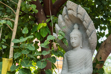 Buddha statue under the Bodhi tree under the Bodhi tree.