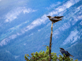 oiseaux perchés dans les montagnes